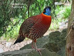 101PARC AUX OISEAUX DANS L AIN 2016 2_000013